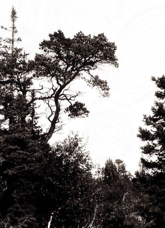 остров, Муксалма, Соловки, соловецкие острова, дерево, болото,путешествия, Сергей Козинцев