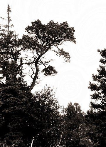 Остров Муксалма. Соловецкие острова