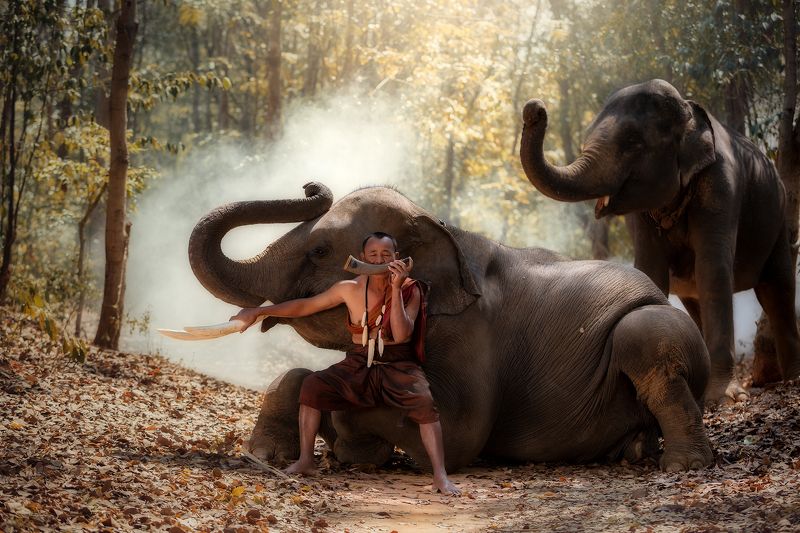 portrait,elephant,friends,man,people,thailand, Song time and friend in wild фото превью