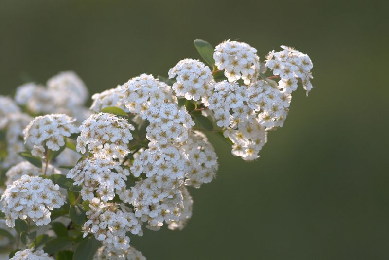 цветы,кусты Цветущий кустарник ... фото превью