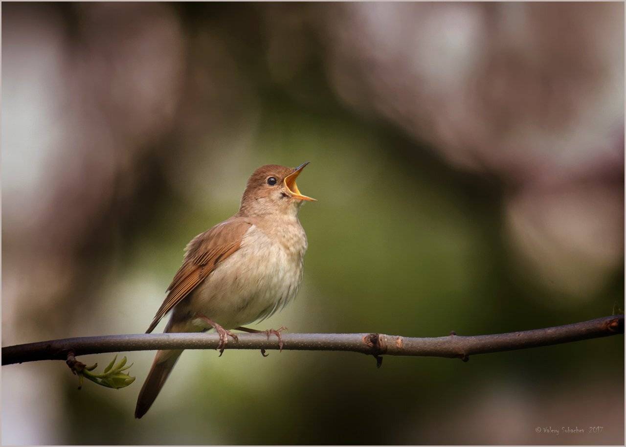 , Валерий Субачев