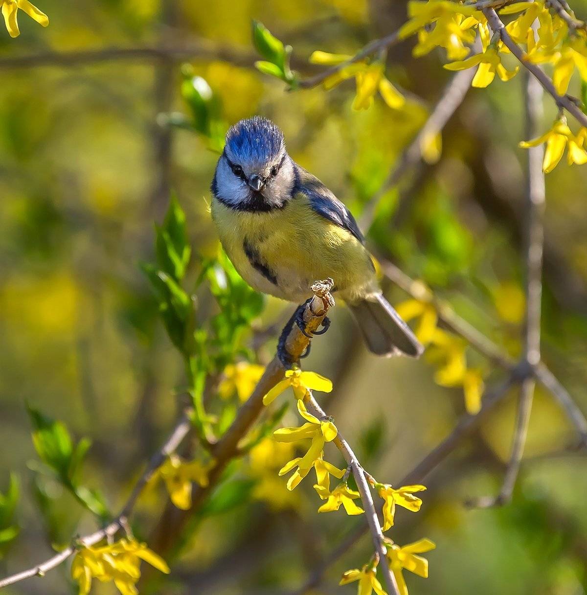 лазарёвка, парк, птица, весна, цветы, елагин остров., Лашков Фёдор