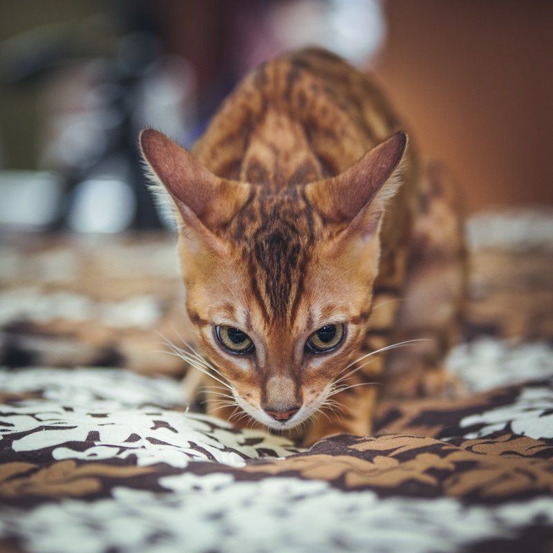 mr.filler Характер фото превью