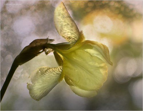 В закатном свете 2