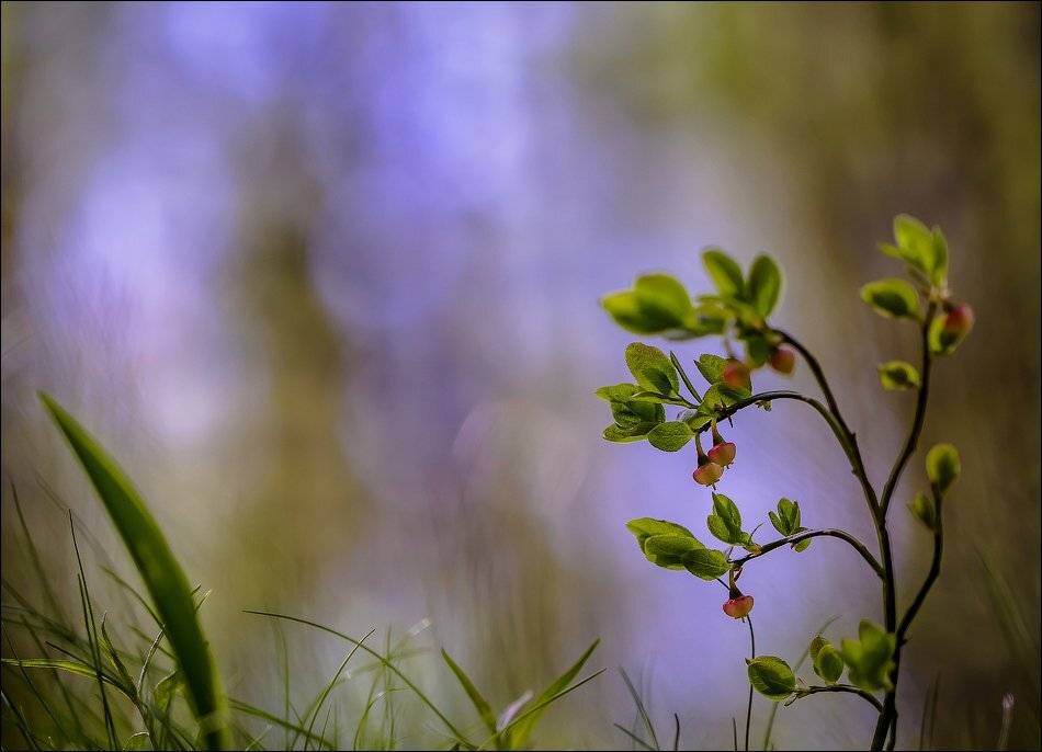 , Бурлов Андрей