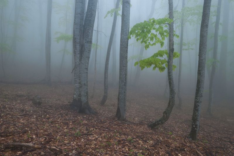 Майский туман..... фото превью