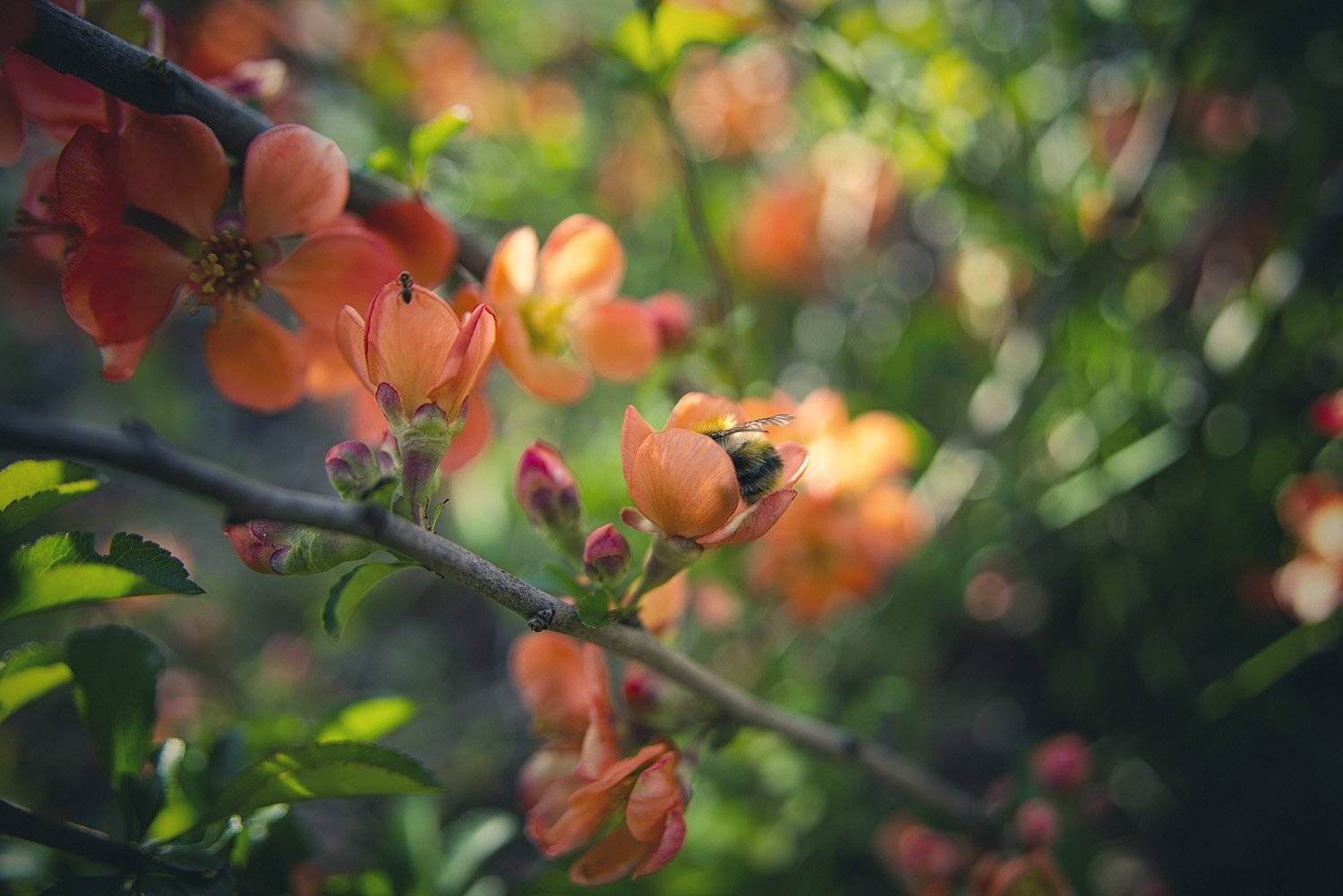 шмель, айва, цветет, цветение, весна, цветы, насекомые, свет, боке, Игорь Токарев