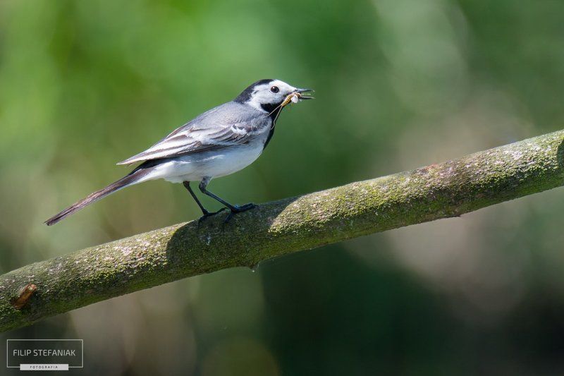 Wagtail\'s Breakfast  фото превью
