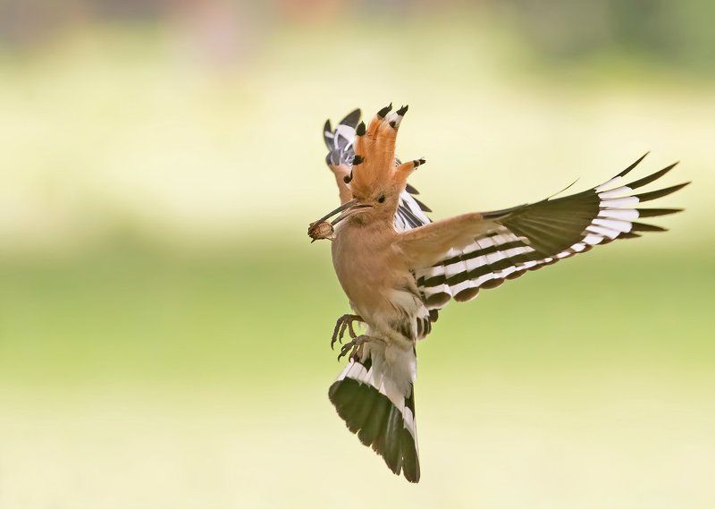 Папуняк (Upupa epops) фото превью