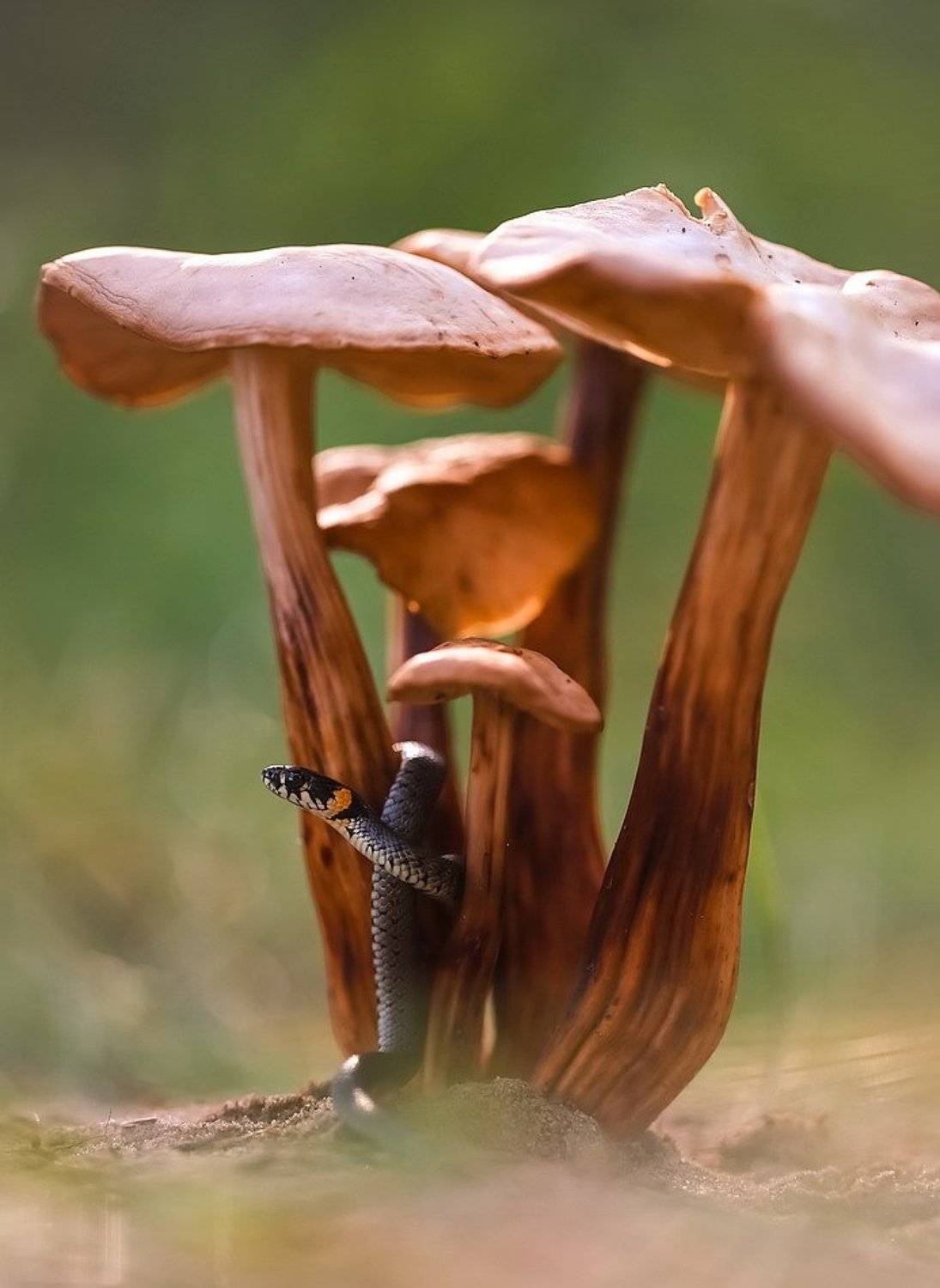 , Вячеслав Мищенко