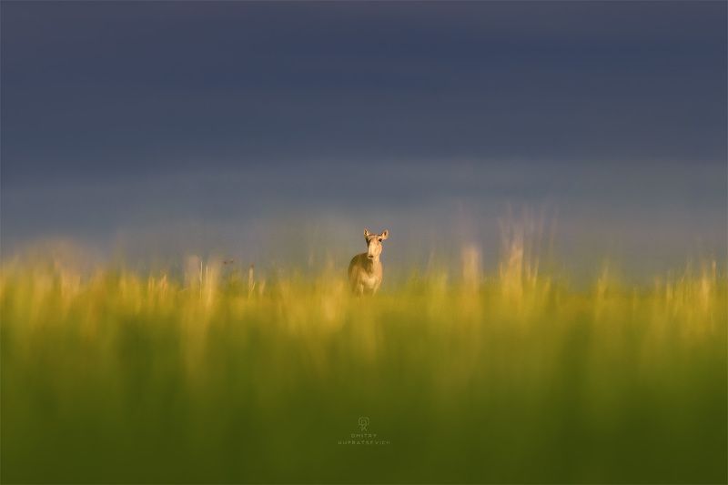 В степях Калмыкии фото превью