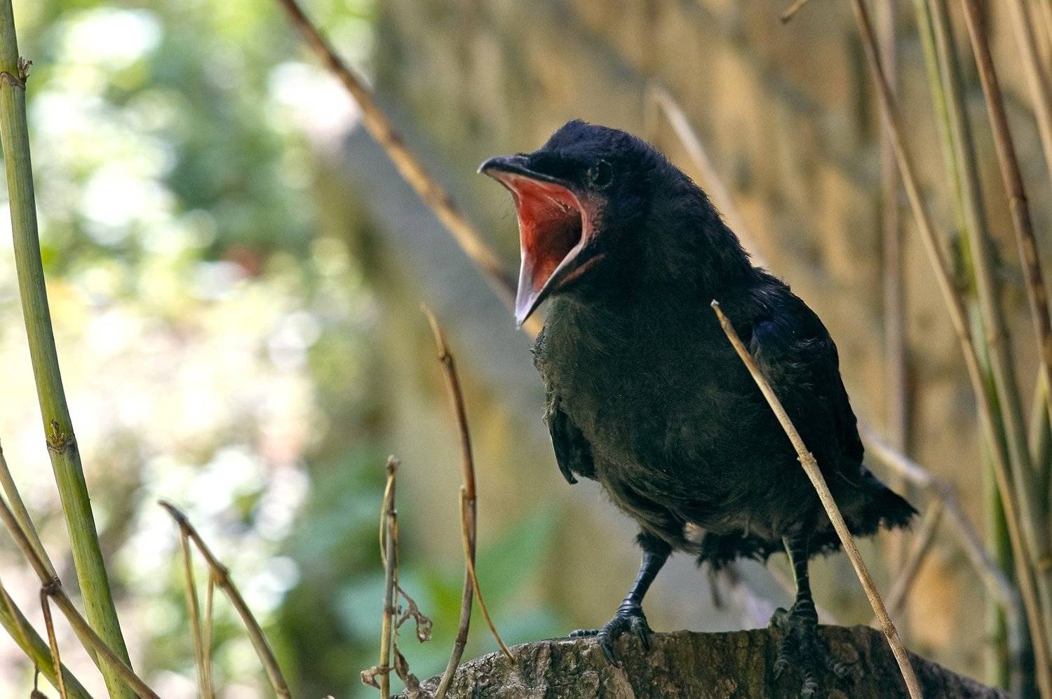 , Медведев Александр