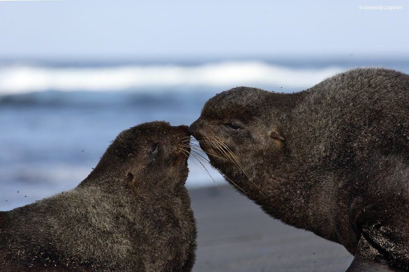 северный морской кот, callorhinus ursinus, А ты меня любишь... фото превью