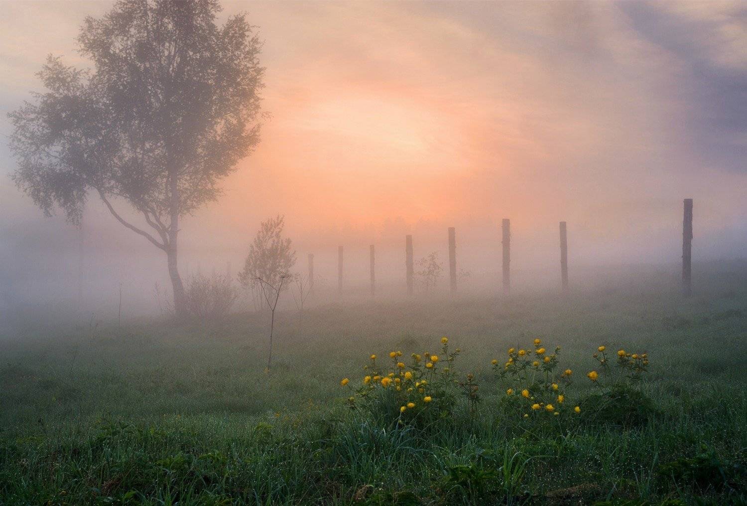 , Дмитрий Асеев