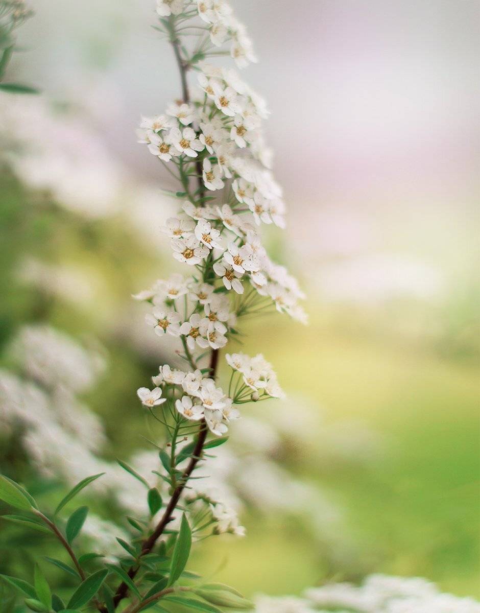 , Чернякова Анна