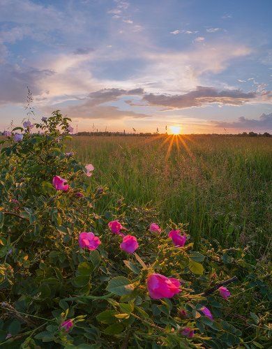 Цвет шиповника