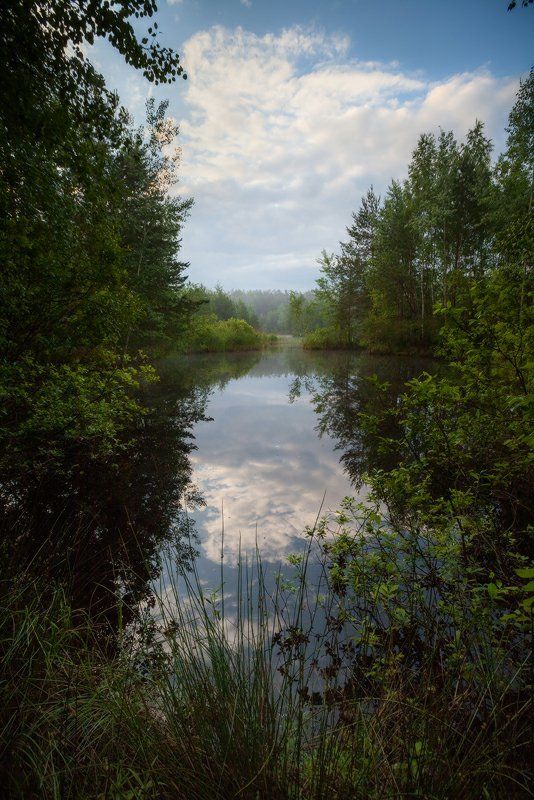 лето, утро, озеро, лес, благодать, беларусь Рассвет фото превью