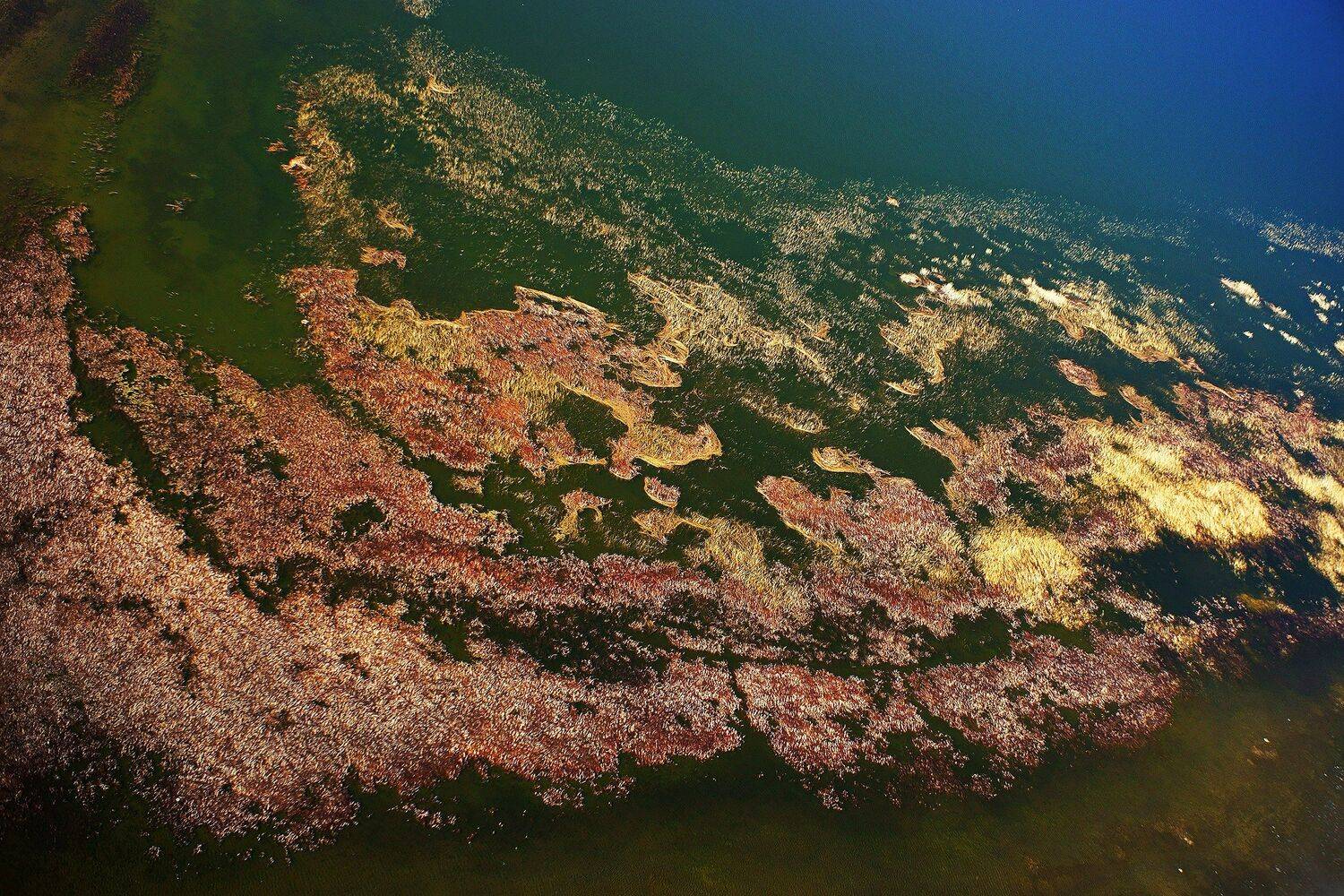 озеро, камыш, аэро, дрон, коптер, aerial, Борис Резванцев