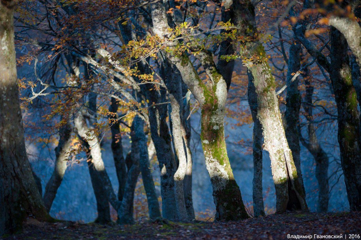 , Гвановский Владимир