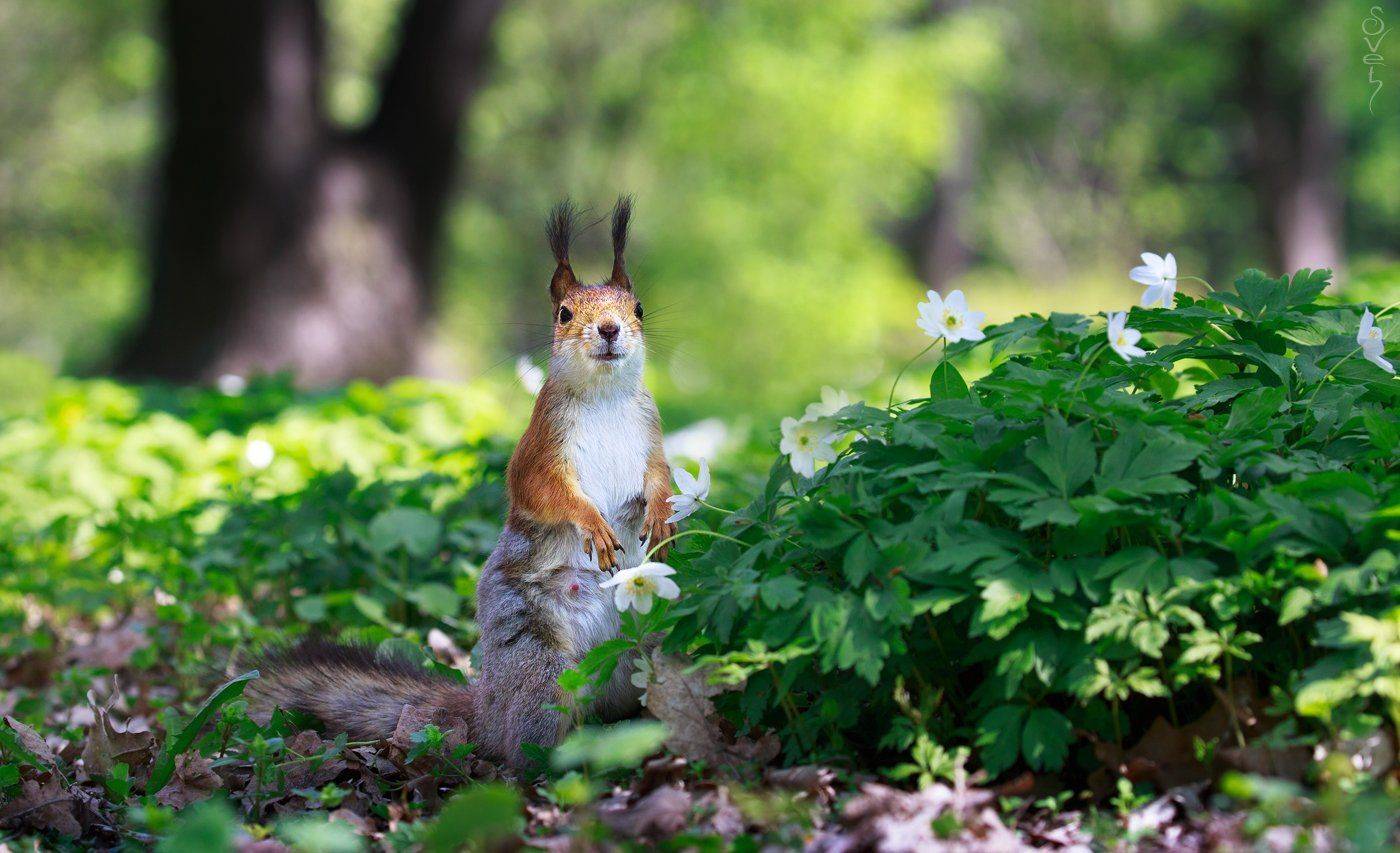 белка, Байбекова Светлана