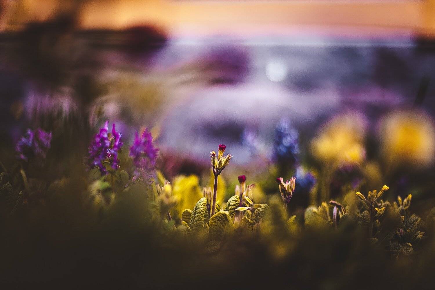 ботанический сад, макро, цветы, зелень, природа, Манченко Кристина