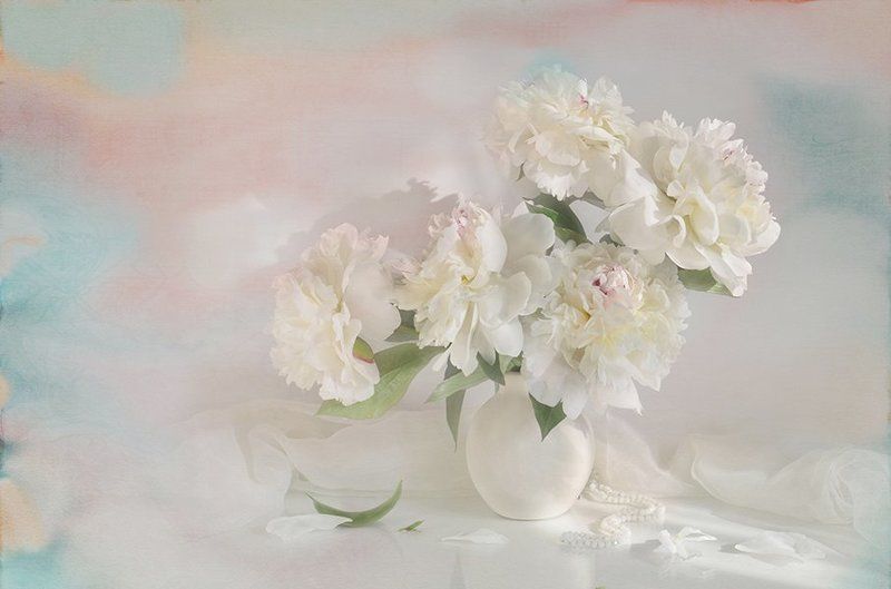 белые пионы весна акварель радость свет В утреннем свете фото превью