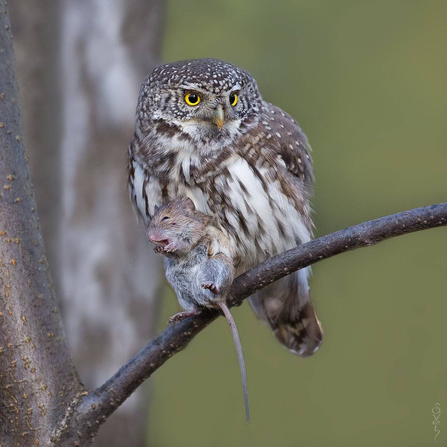 , Байбекова Светлана