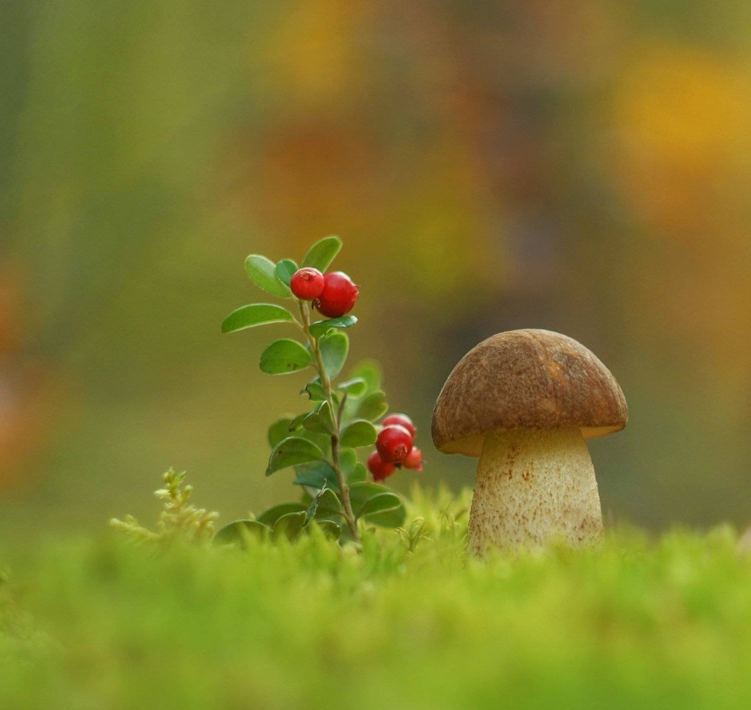 грибы, природа, макро, Александр Гвоздь