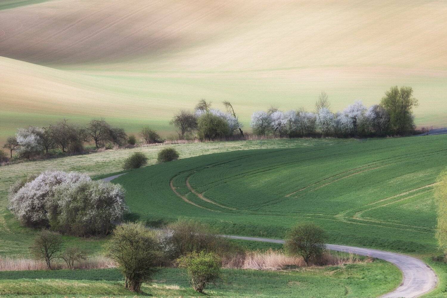 моравия, весна, дерево, трава, green, Марина Маликова