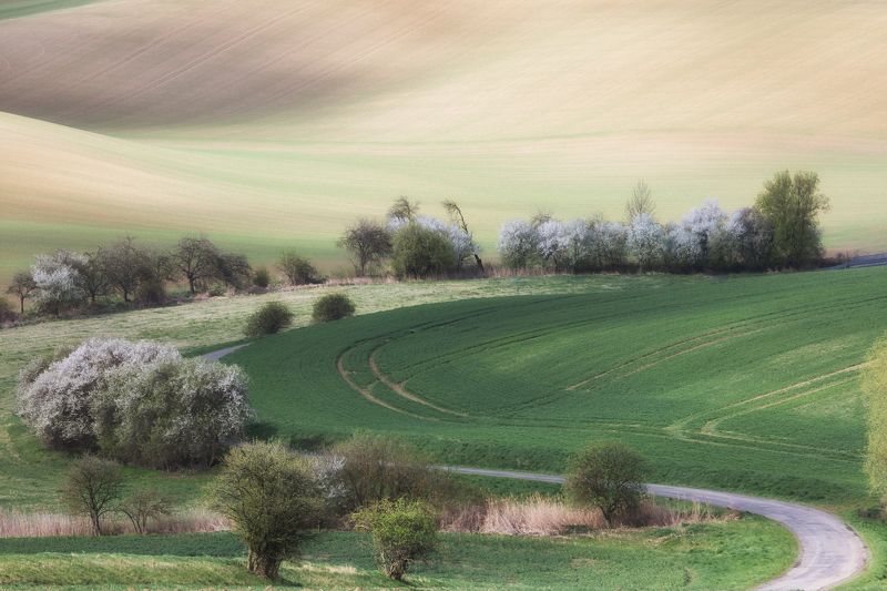 моравия, весна, дерево, трава, green Вечерняя безмятежность фото превью