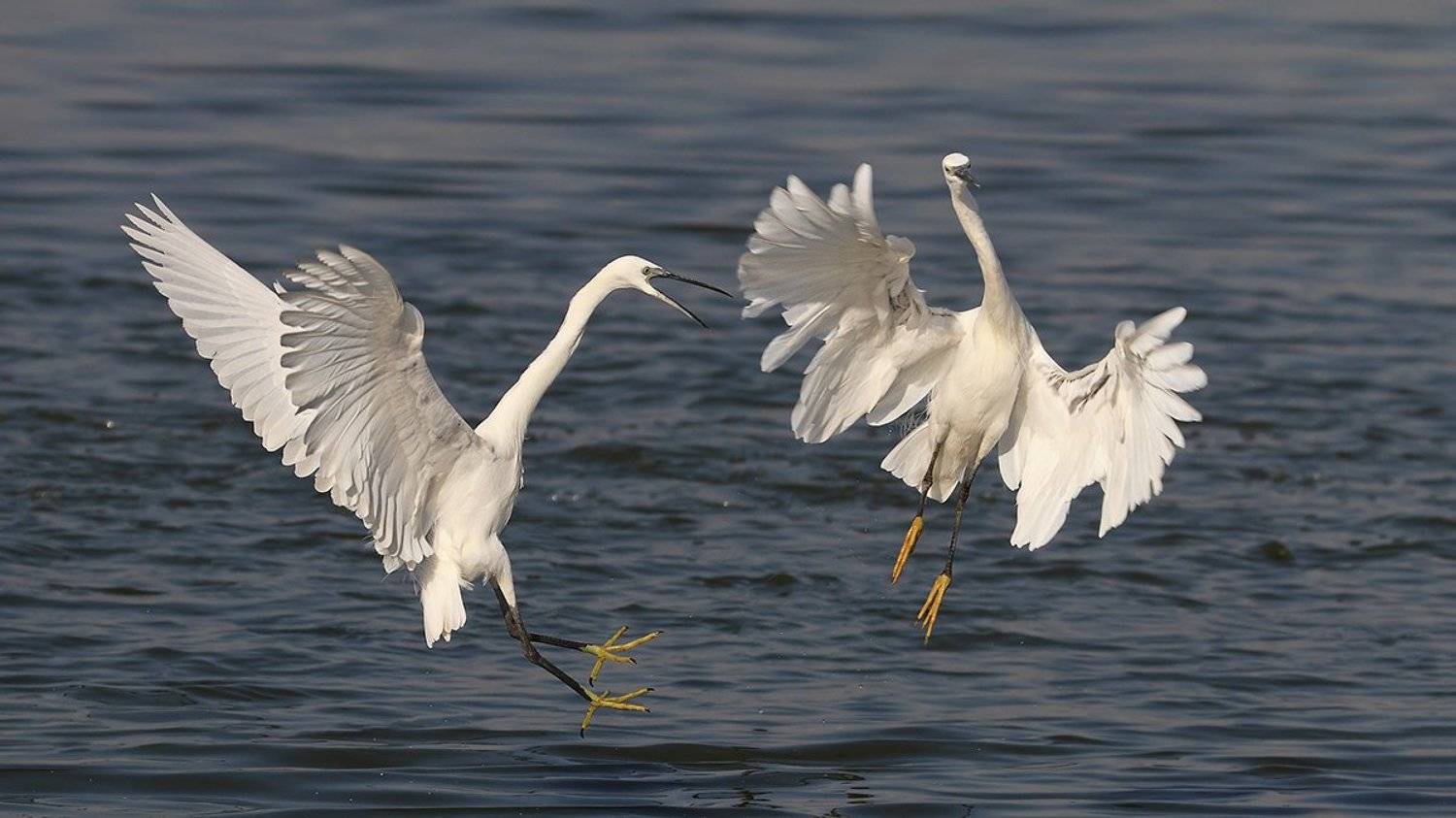 animals, birds, heron, wildlife, животные, птицы, цапли, драка, природа, Yuri Gomelsky