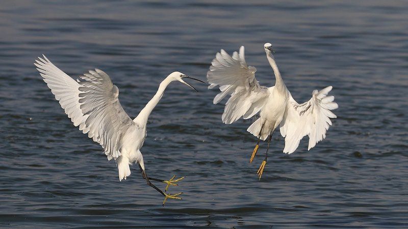 animals, birds, heron, wildlife, животные, птицы, цапли, драка, природа А вот я тебя как.. фото превью