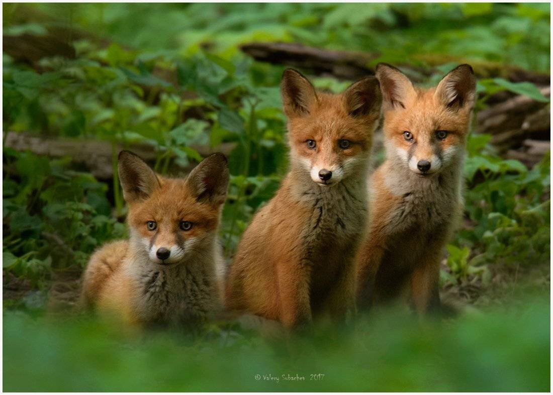 , Валерий Субачев