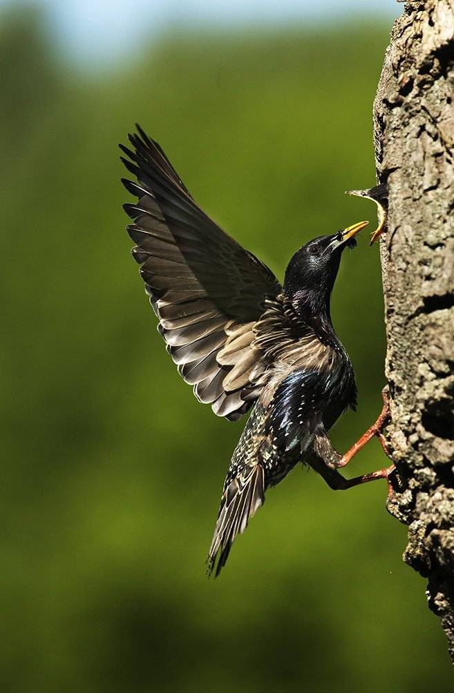 , Иваненко Светлана