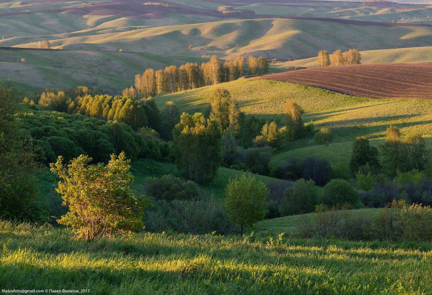 #алтай #altai #сибирь #siberia #павел_филатов #pavel_filatov #filatovpavelaltai #поля #красногорье #красногорский_район #алтайский_край #красногорское #май #altai_krai #весна #spring #предгорья #foothills #sunset, Павел Филатов