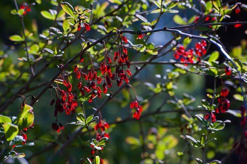 Pro майские леса Подмосковья