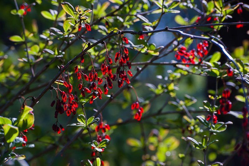 весна, зелень, листья, лес, цветы, московская область, подмосковье Pro майские леса Подмосковья фото превью