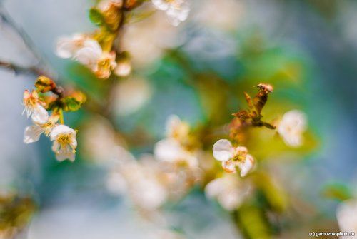 Цветы для зеленого жука