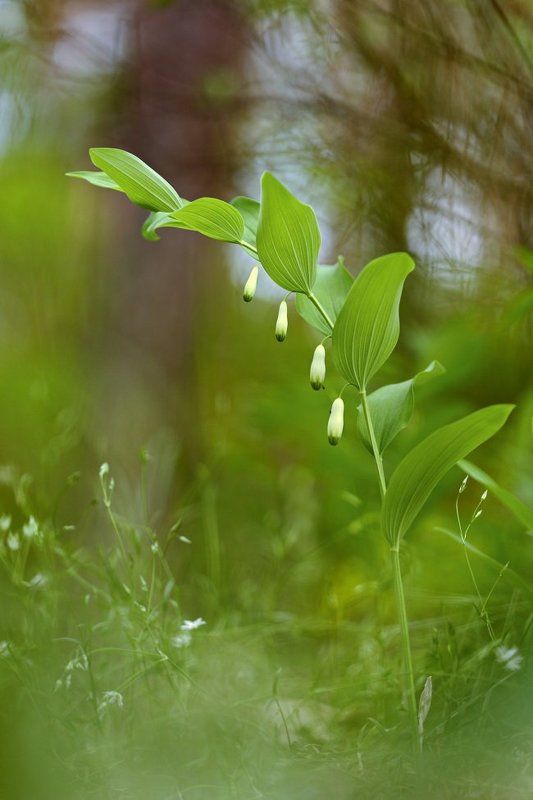 купена, душистая, лекарственная, polygonatum, odoratum, самарский лес Купена фото превью