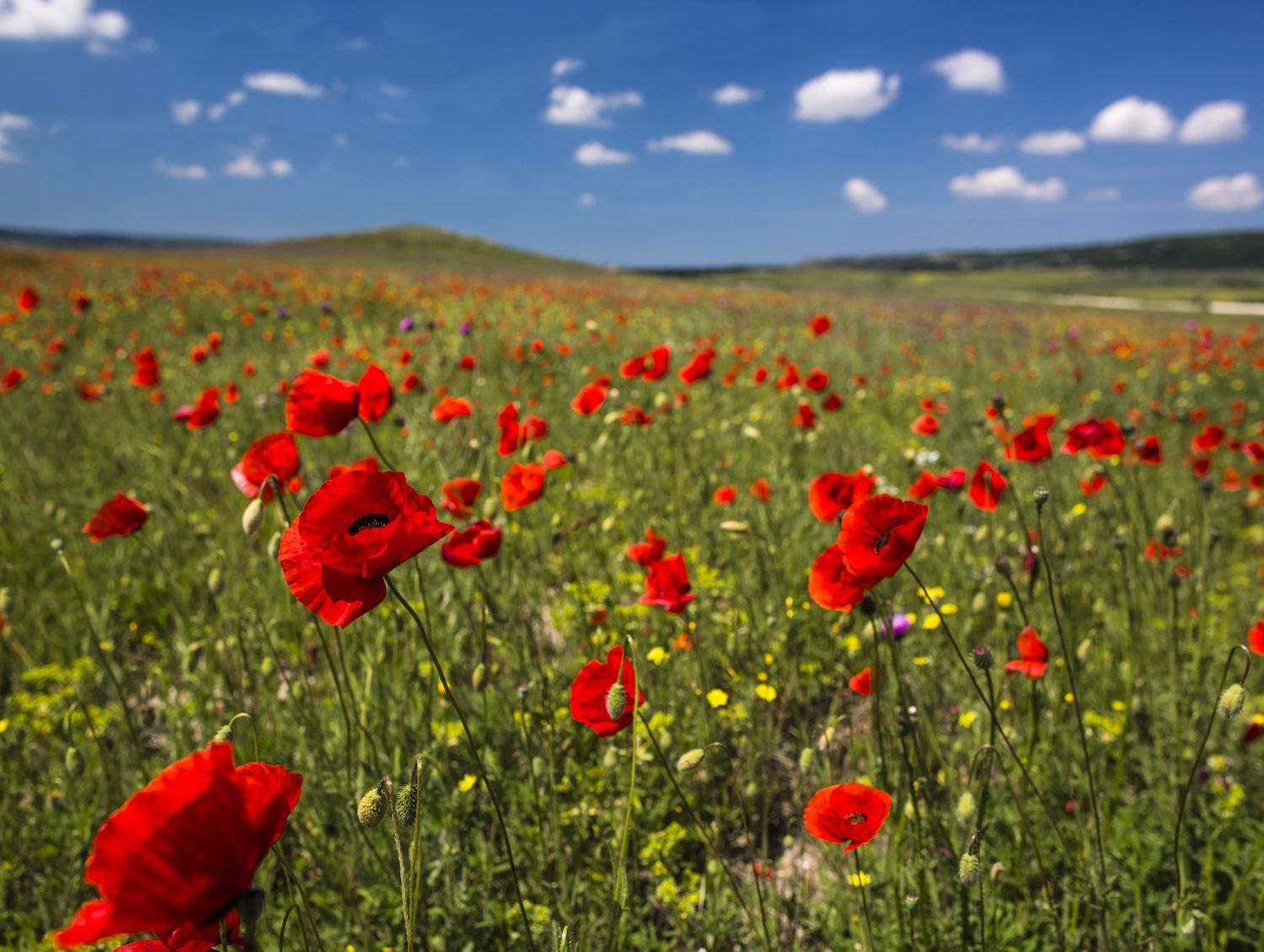 , Станислав Савицкий