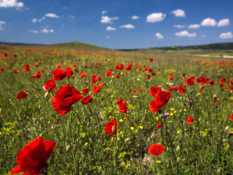 Сезон маков открыт! фото превью