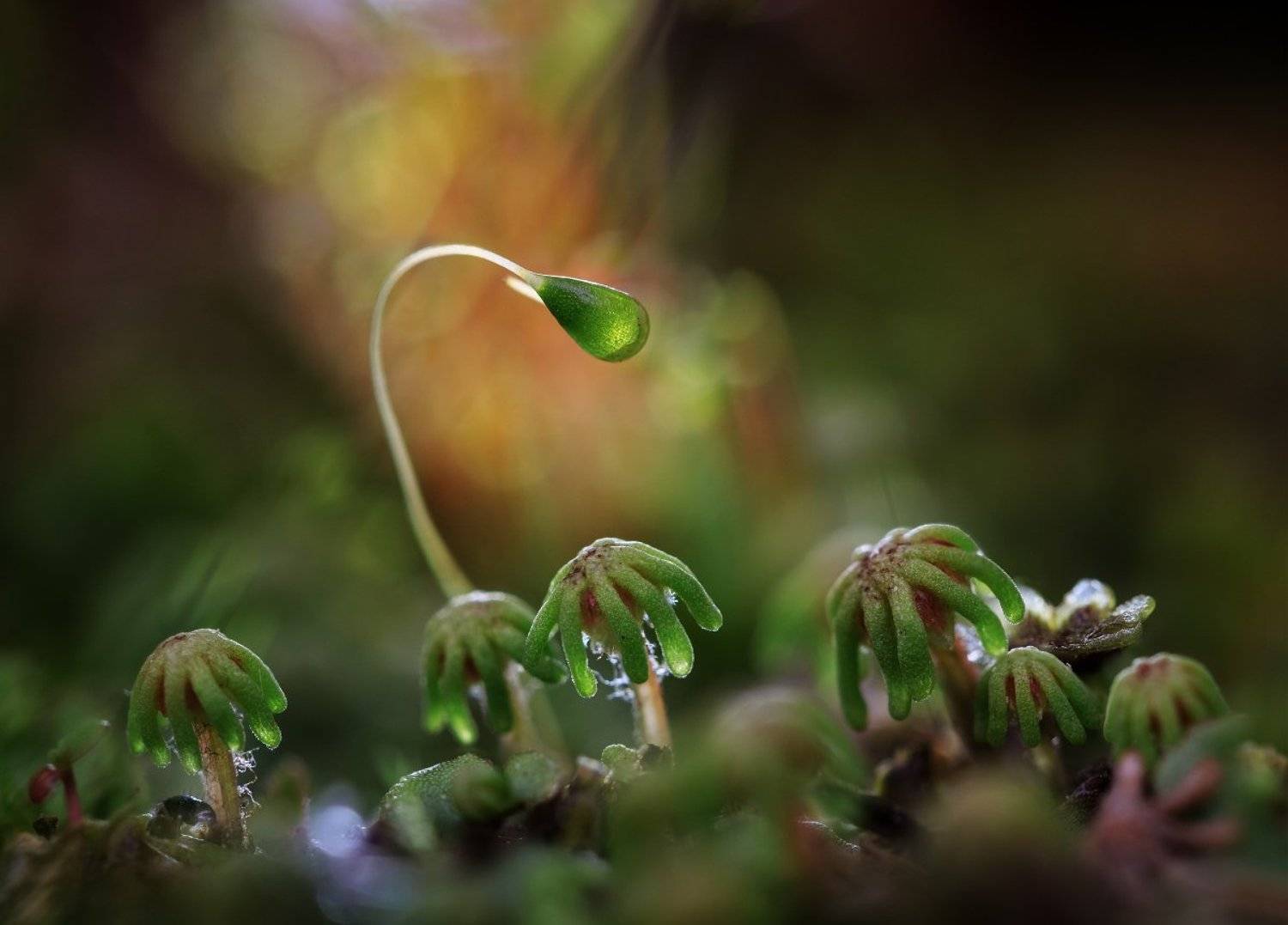 печеночный, мох, -, маршанция, Валерия Зверева