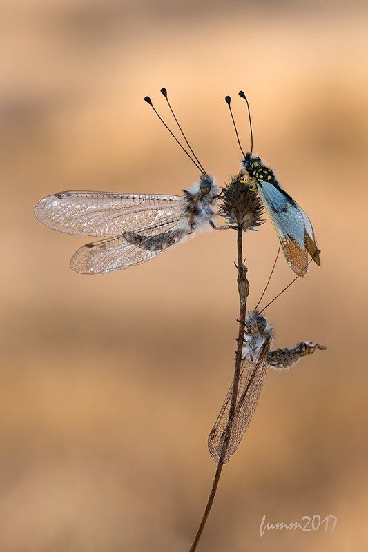 Эй,желтоногий! Чё к нашим девкам липнешь?!! фото превью