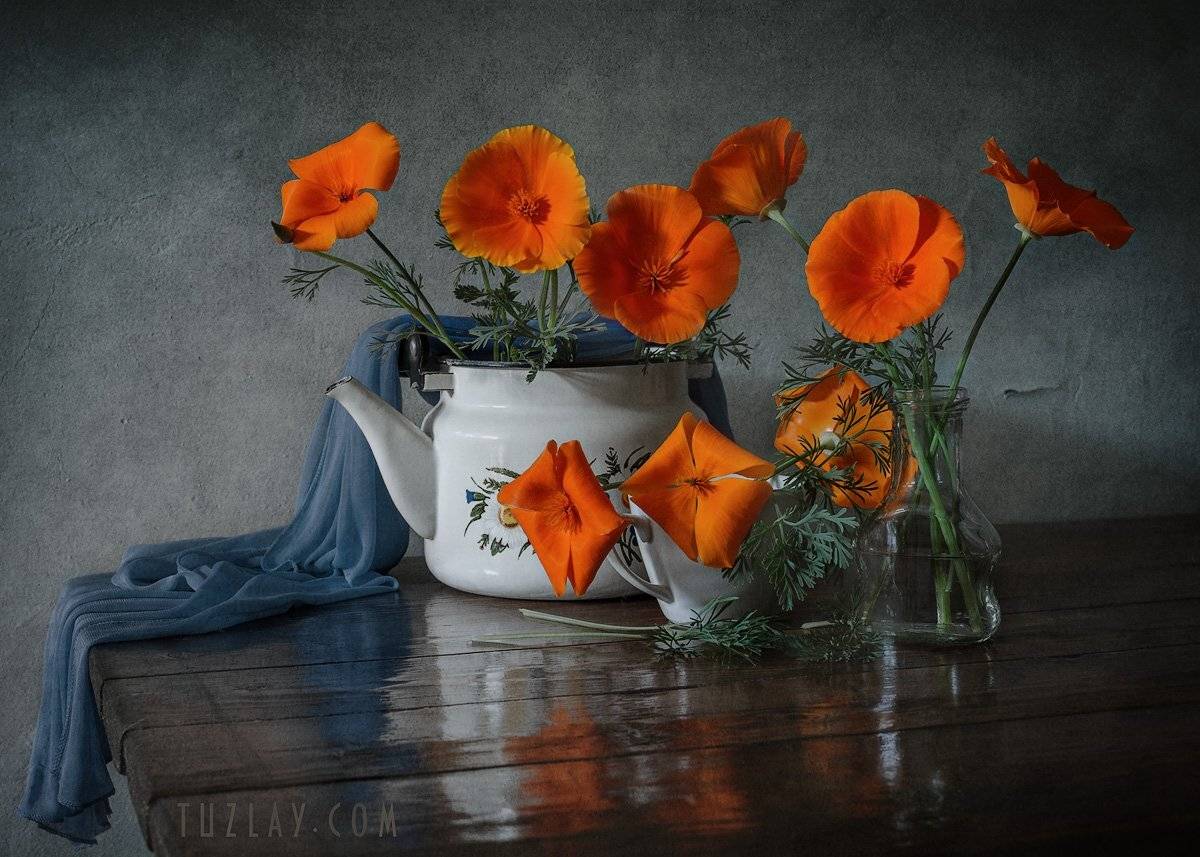 эшшольция, калифорнийские маки, чайник, Владимир Тузлай