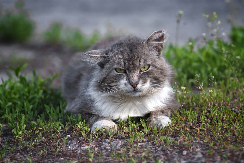 кот, котяра Весна на излёте ... фото превью