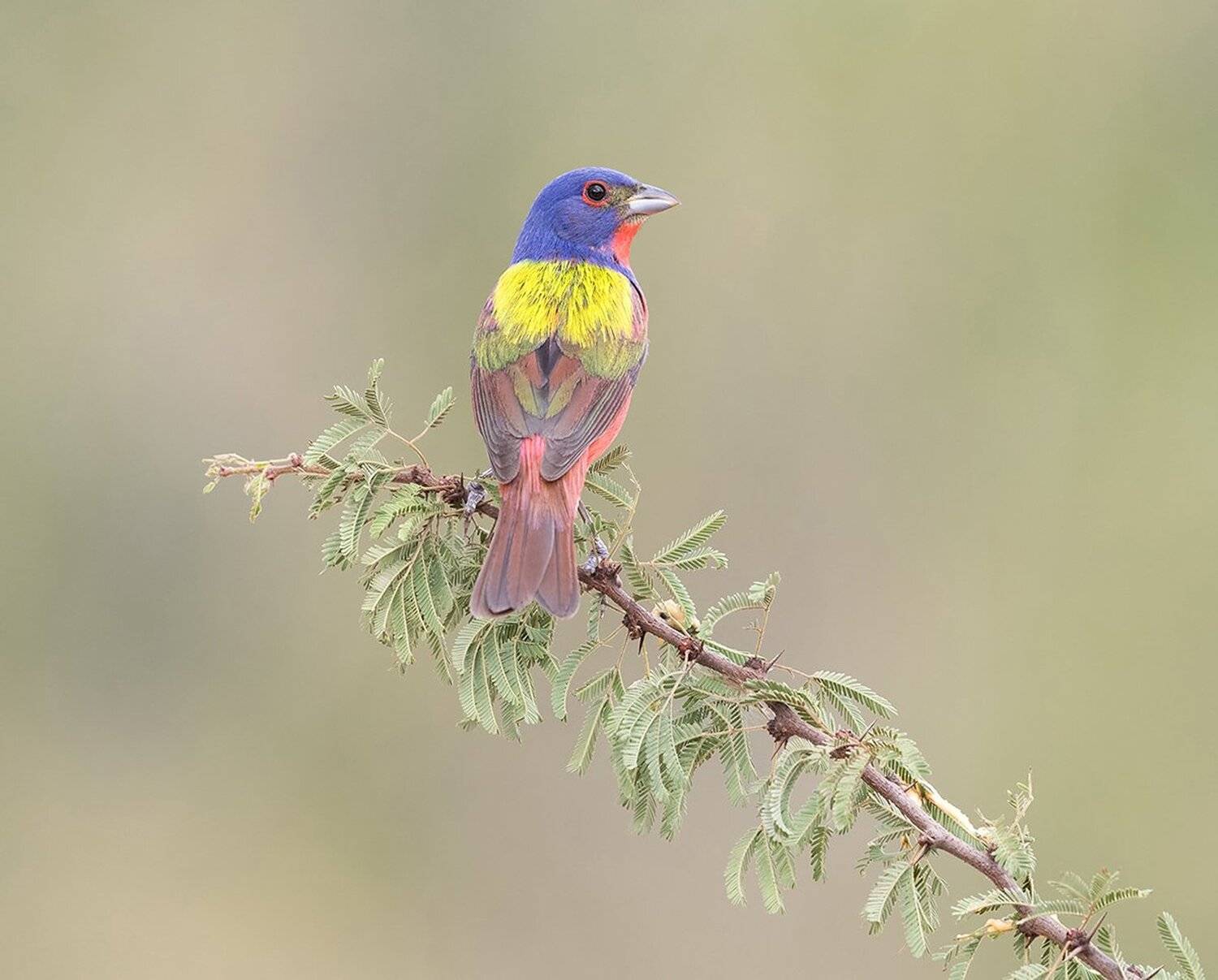 расписной овсянковый кардинал, painted bunting, кардинал, Elizabeth Etkind
