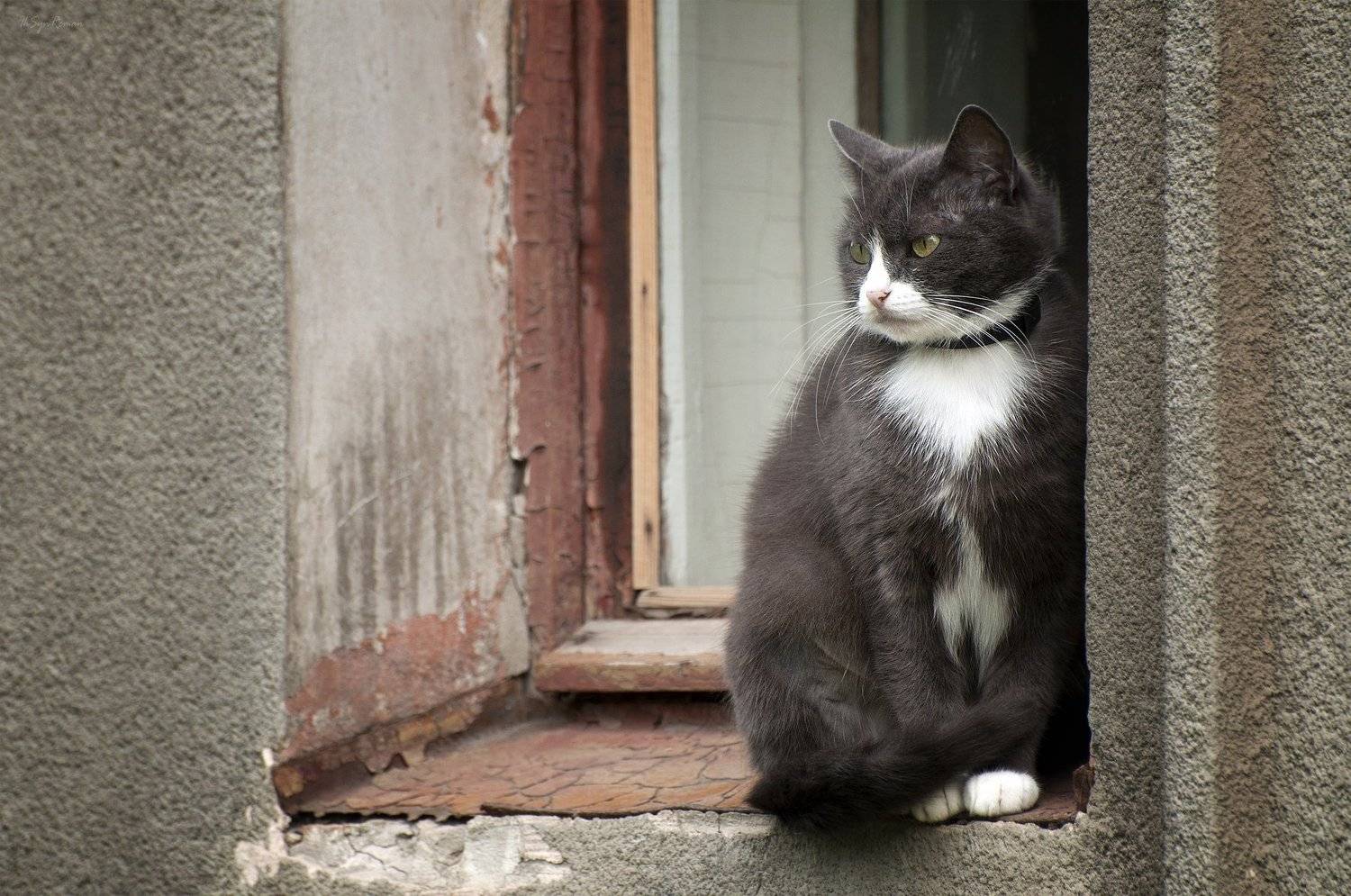 кот, котяра, Roma Krasov ( Chitinskiy )