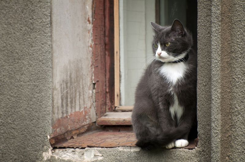 кот, котяра Сижу ..., смотрю ... фото превью