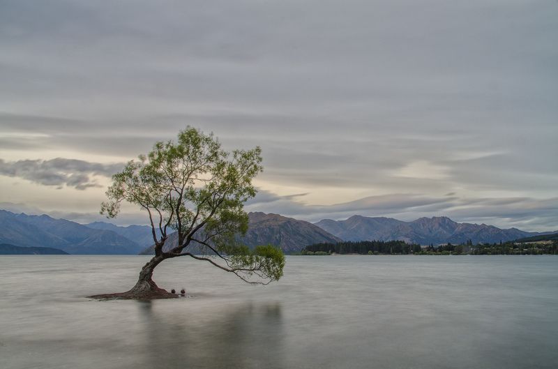 То самое дерево фото превью