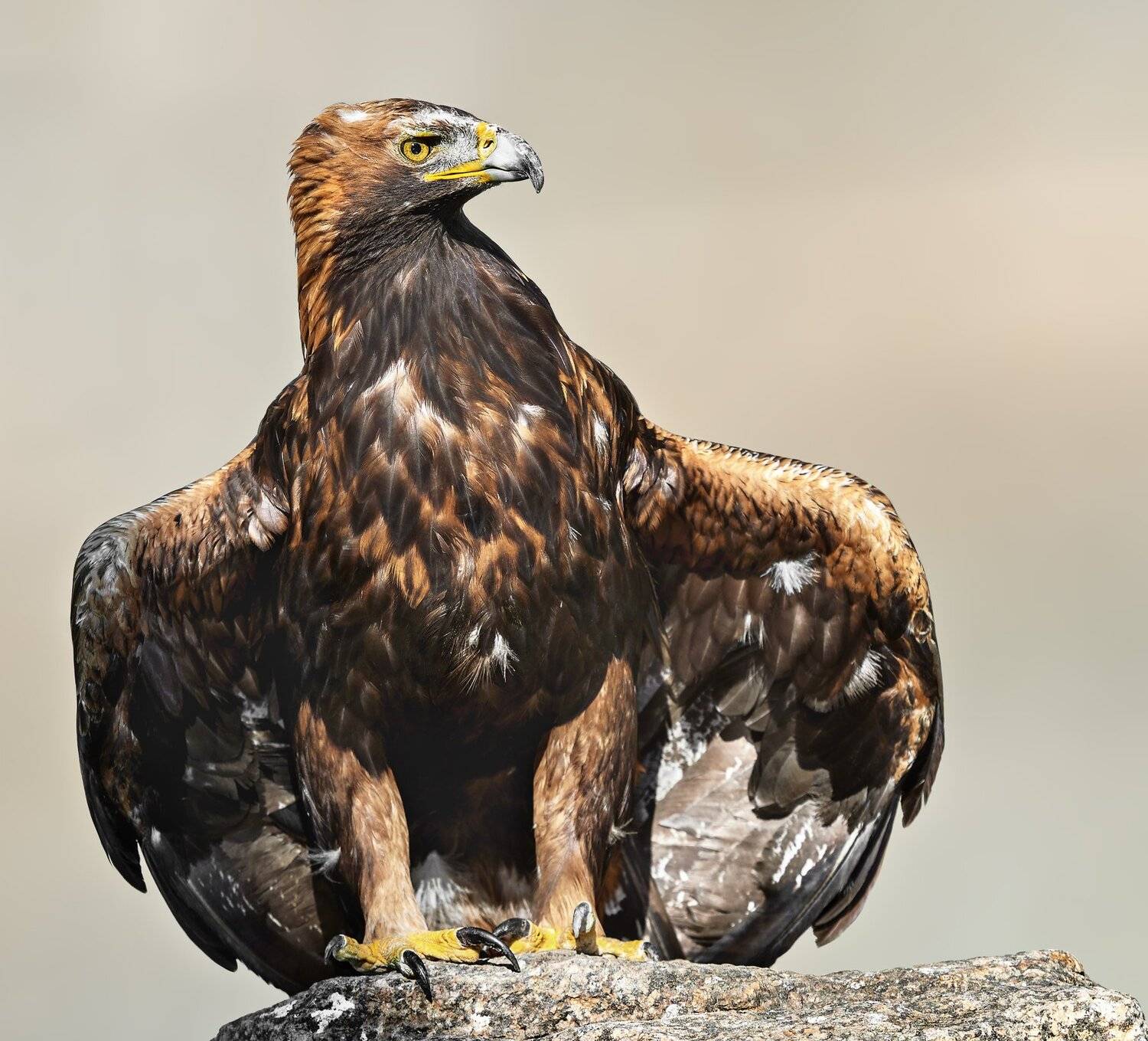 , Олег Богданов